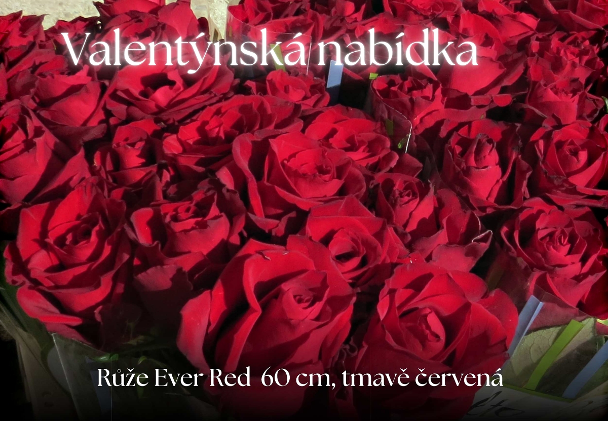 Ruze Ever Red